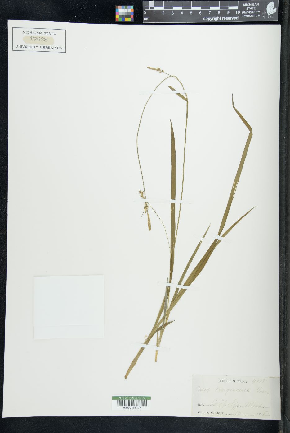 Carex turgescens image