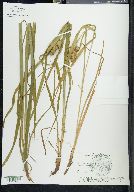 Carex typhina image