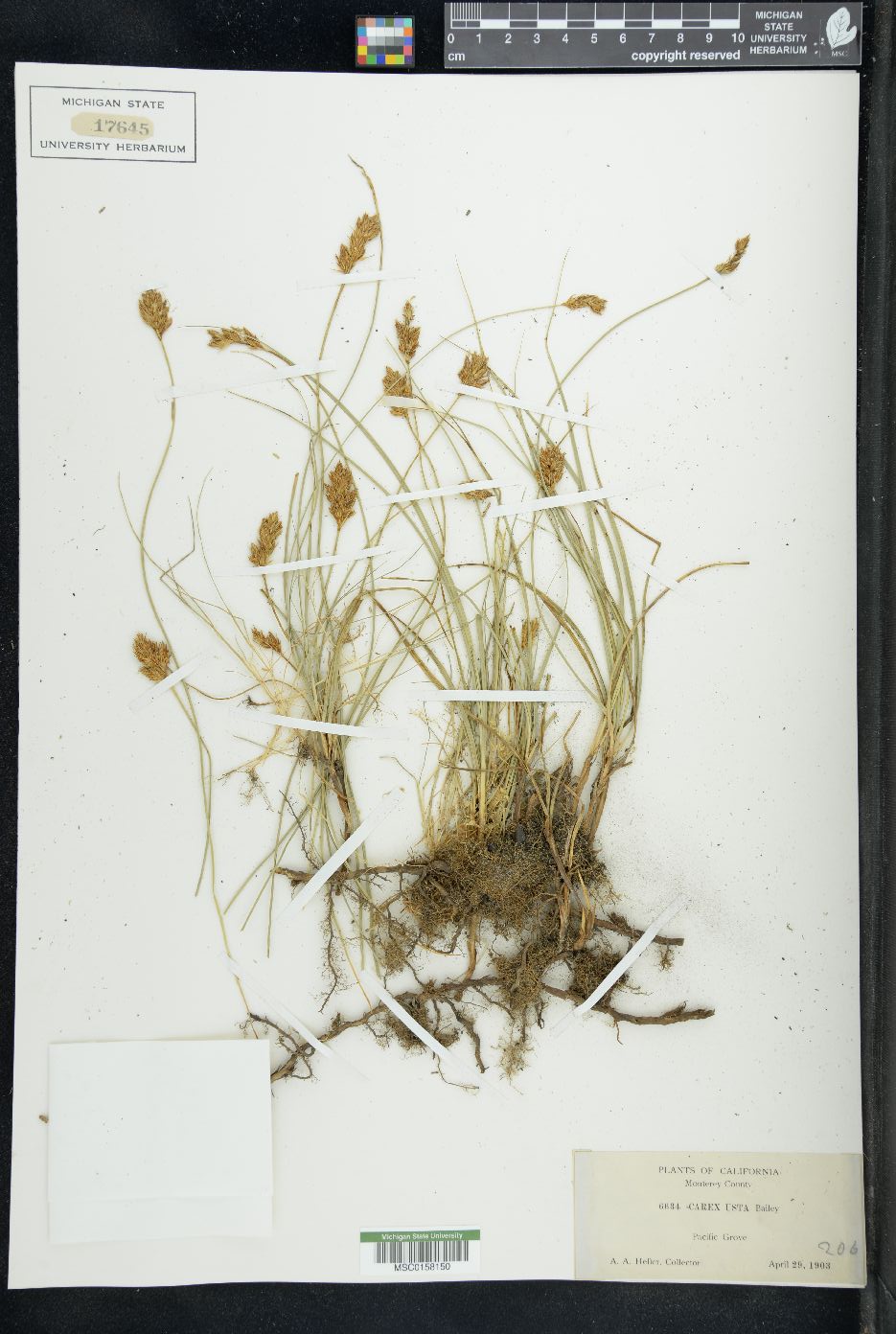 Carex usta image