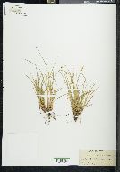 Carex umbellata image