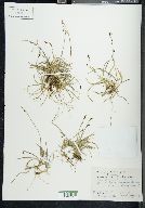 Carex vaginata image