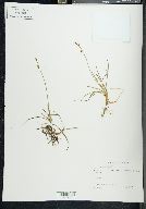 Carex vaginata image