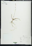 Carex vaginata image