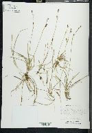 Carex vaginata image