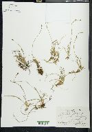 Carex vaginata image