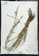 Carex venusta image