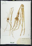 Carex vesicaria image