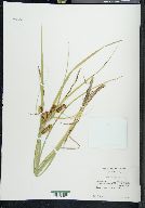 Carex vesicaria image