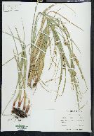 Carex vesicaria image