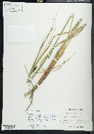 Carex walteriana image