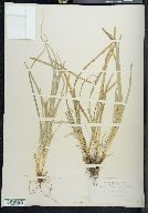 Carex willdenowii image