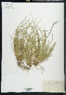 Carex willdenowii image