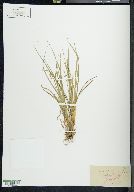 Carex willdenowii image