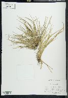 Carex willdenowii image