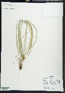 Carex willdenowii image