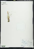 Carex williamsii image