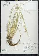 Carex viridula image