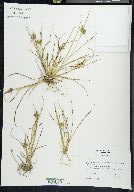 Carex viridula image