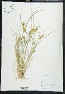 Carex viridula image