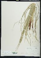 Carex virescens image