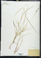 Carex virescens image