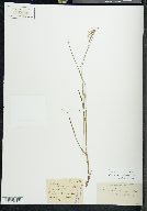 Carex virescens image