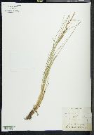 Carex vulgaris image