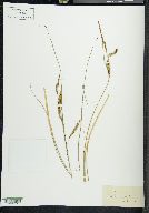 Carex vulgaris image