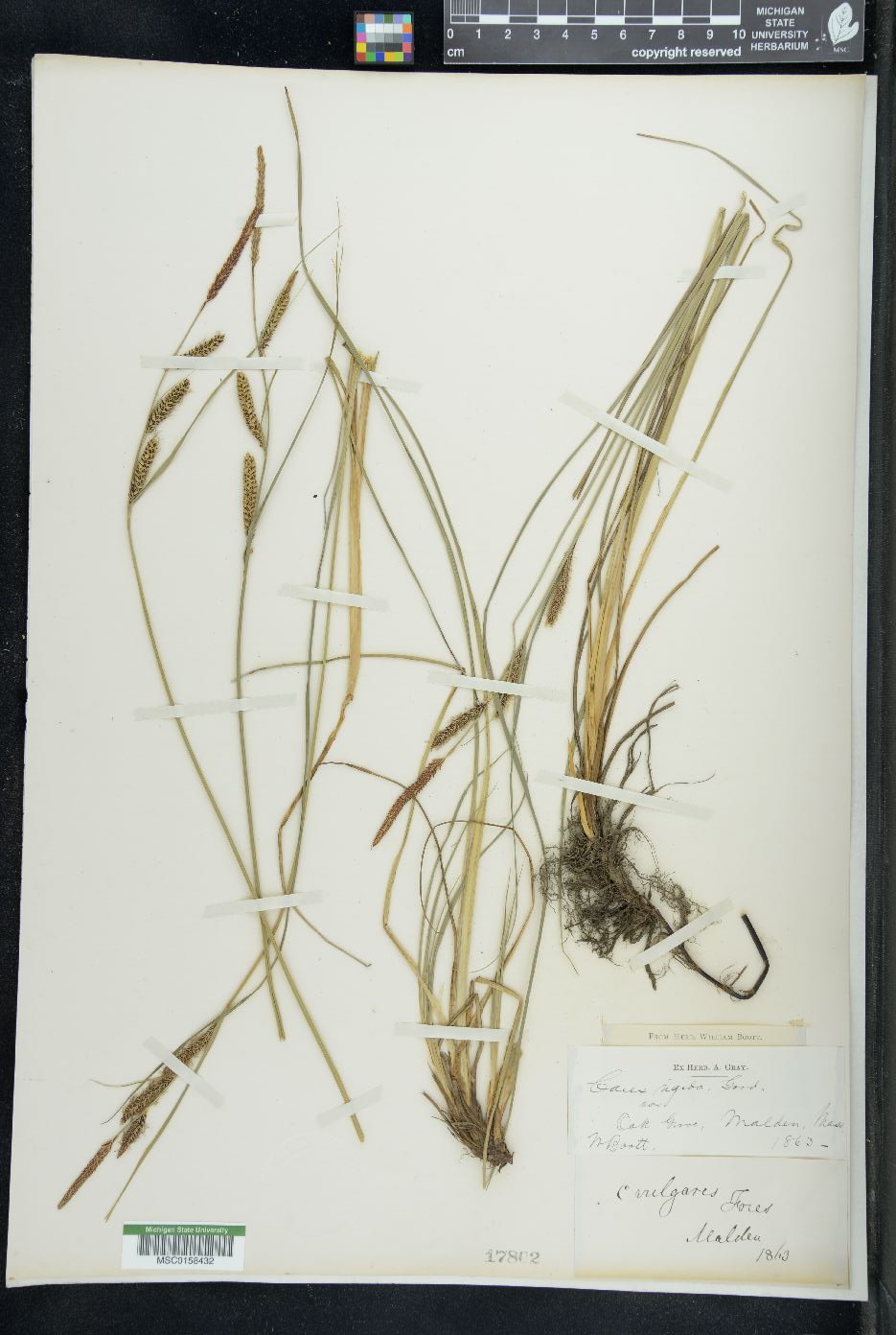 Carex vulgaris image