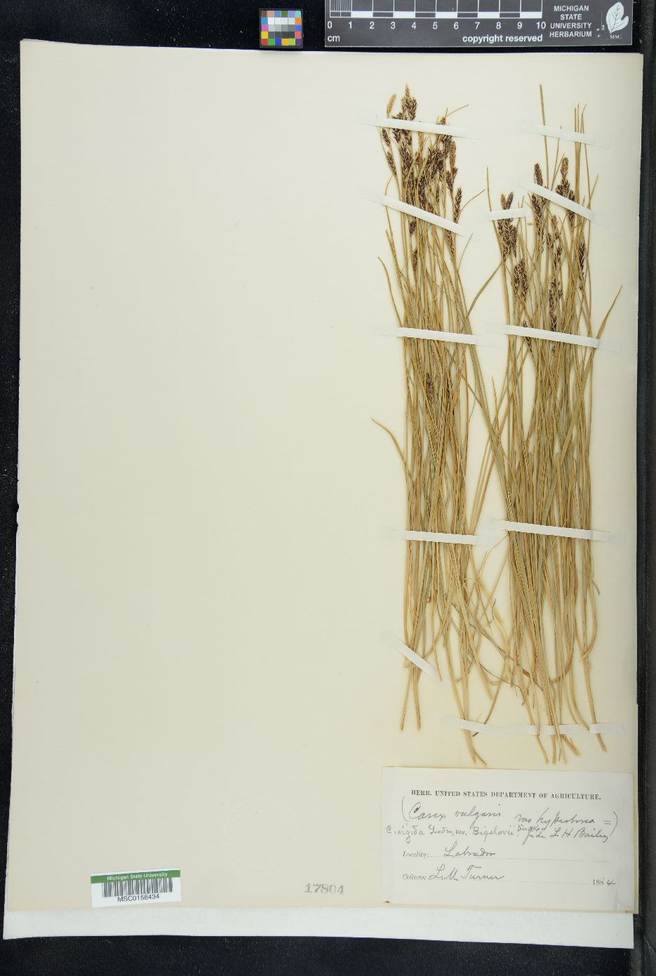 Carex vulgaris image