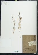 Carex vulgaris image