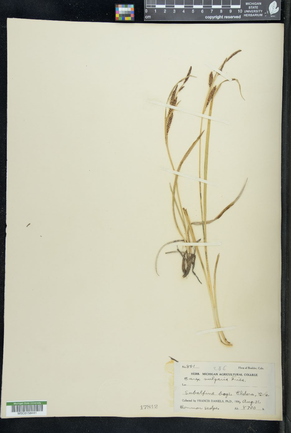 Carex vulgaris image