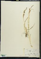 Carex vulgaris image