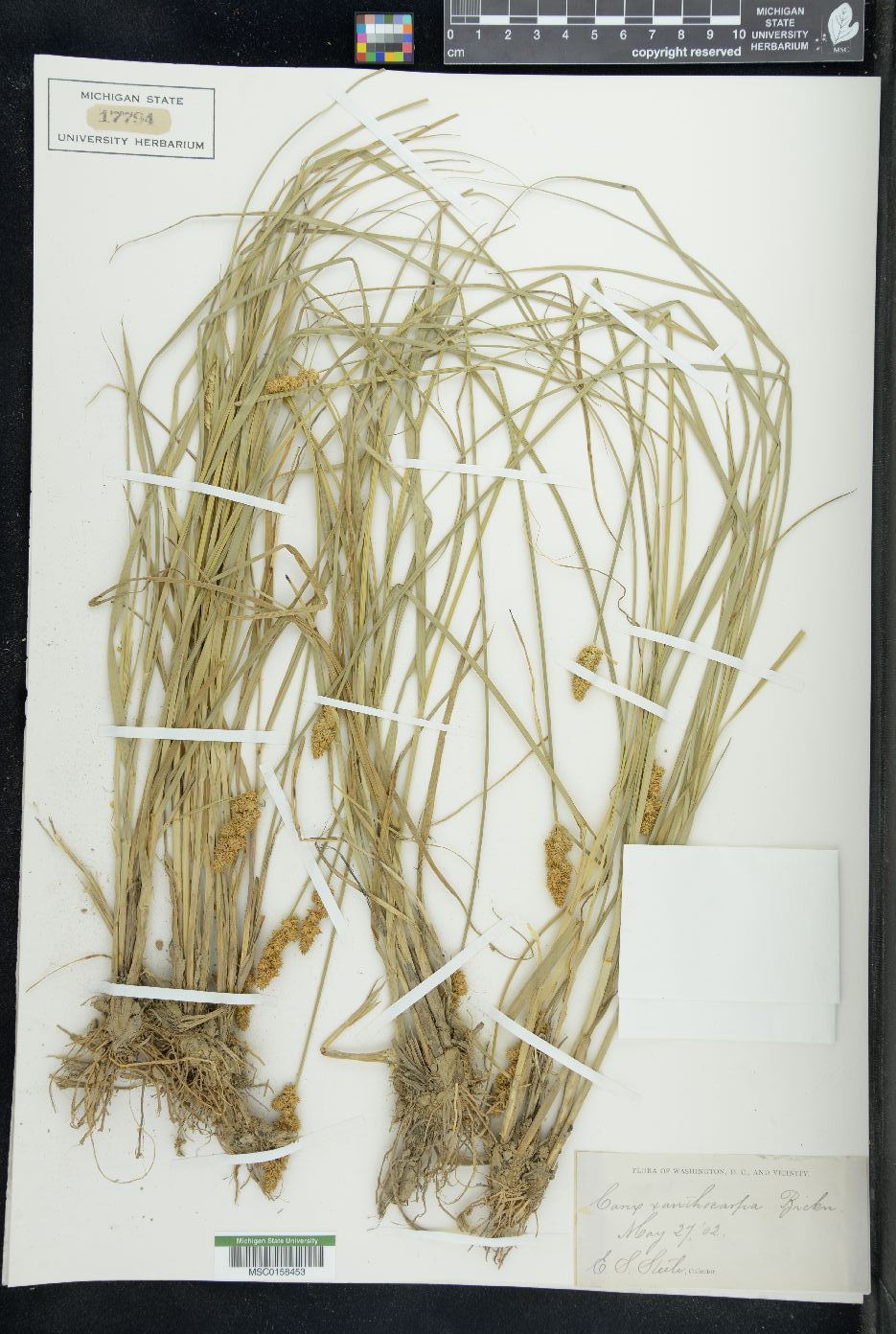 Carex xanthocarpa image