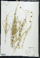 Carex xerantica image