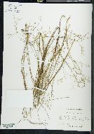 Juncus abortivus image