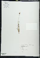 Juncus triglumis image