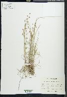 Juncus alpinoarticulatus image