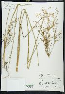 Juncus acuminatus var. robustus image