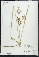 Juncus acuminatus var. robustus image