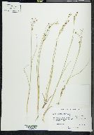 Juncus alpinoarticulatus image