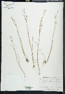 Juncus alpinoarticulatus image