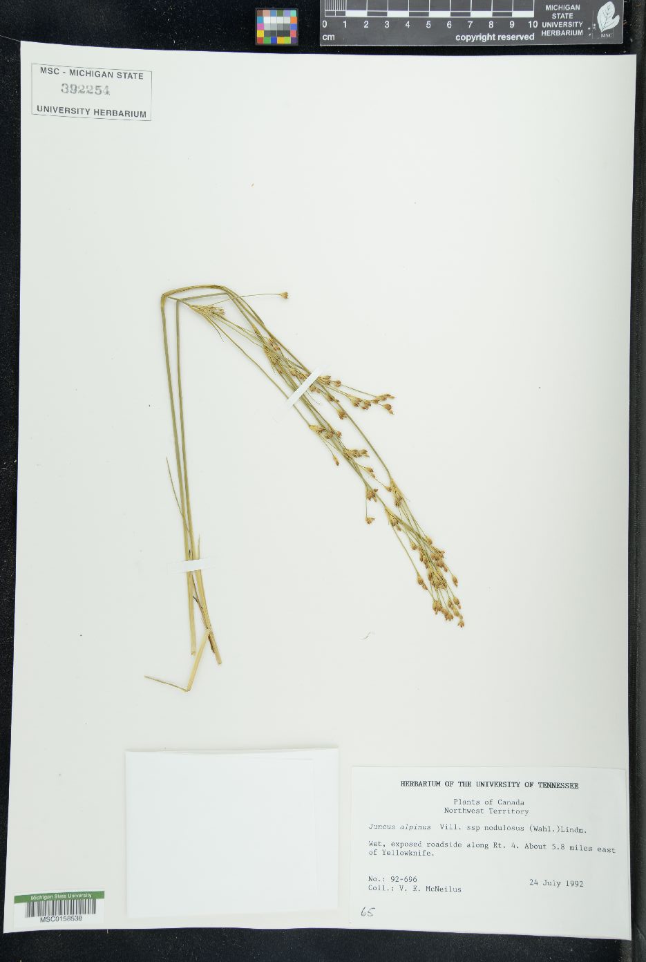 Juncus alpinoarticulatus subsp. nodulosus image