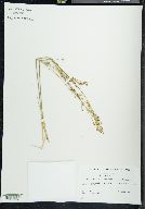 Juncus alpinoarticulatus image