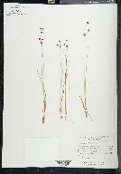 Juncus alpinoarticulatus image