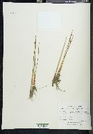 Juncus arcticus image