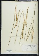 Juncus arcticus image