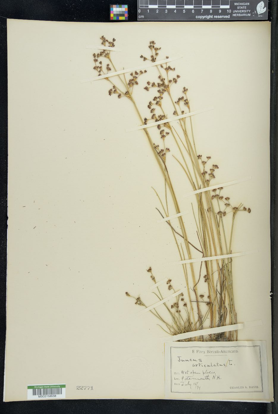 Juncus aristulatus image