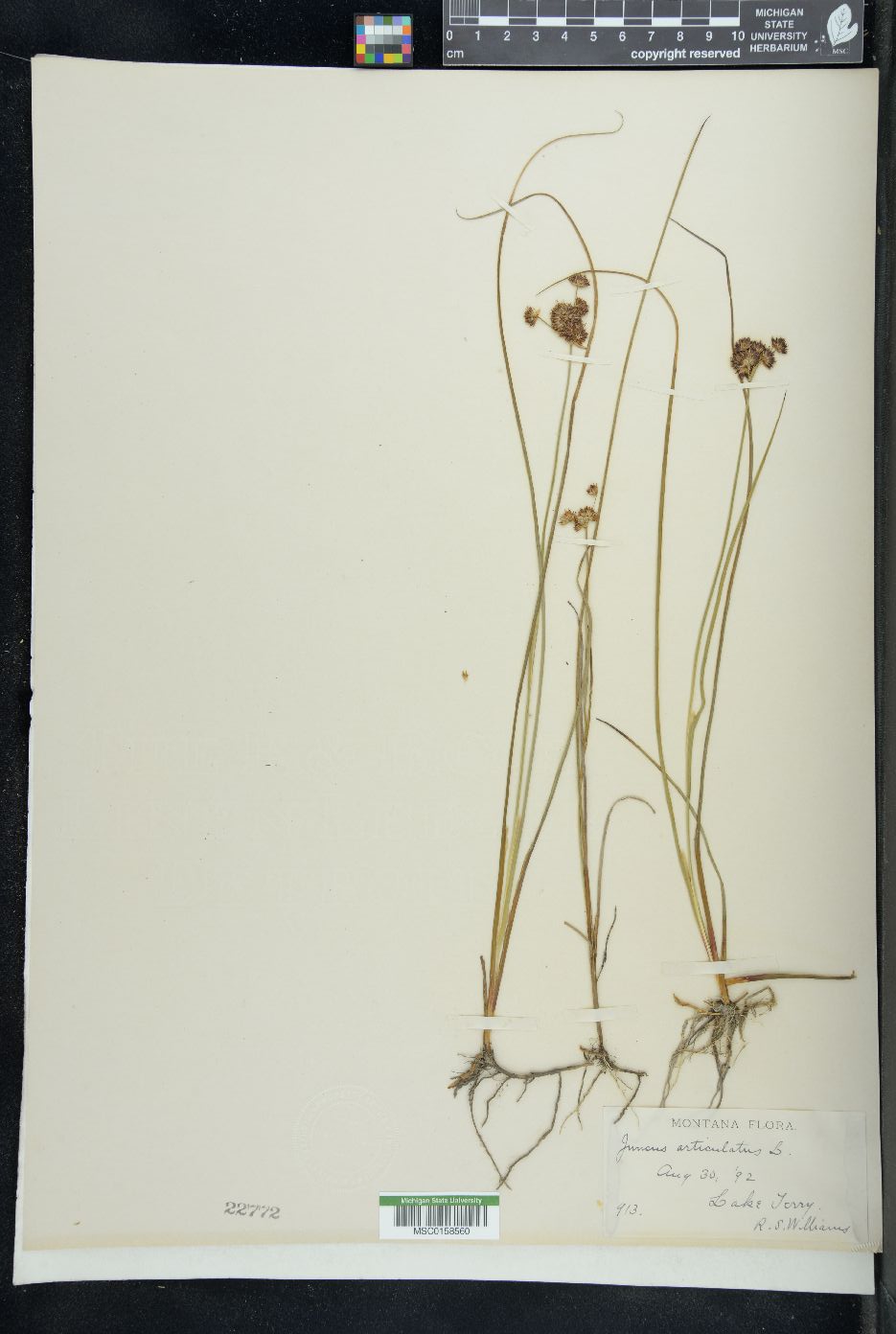 Juncus aristulatus image