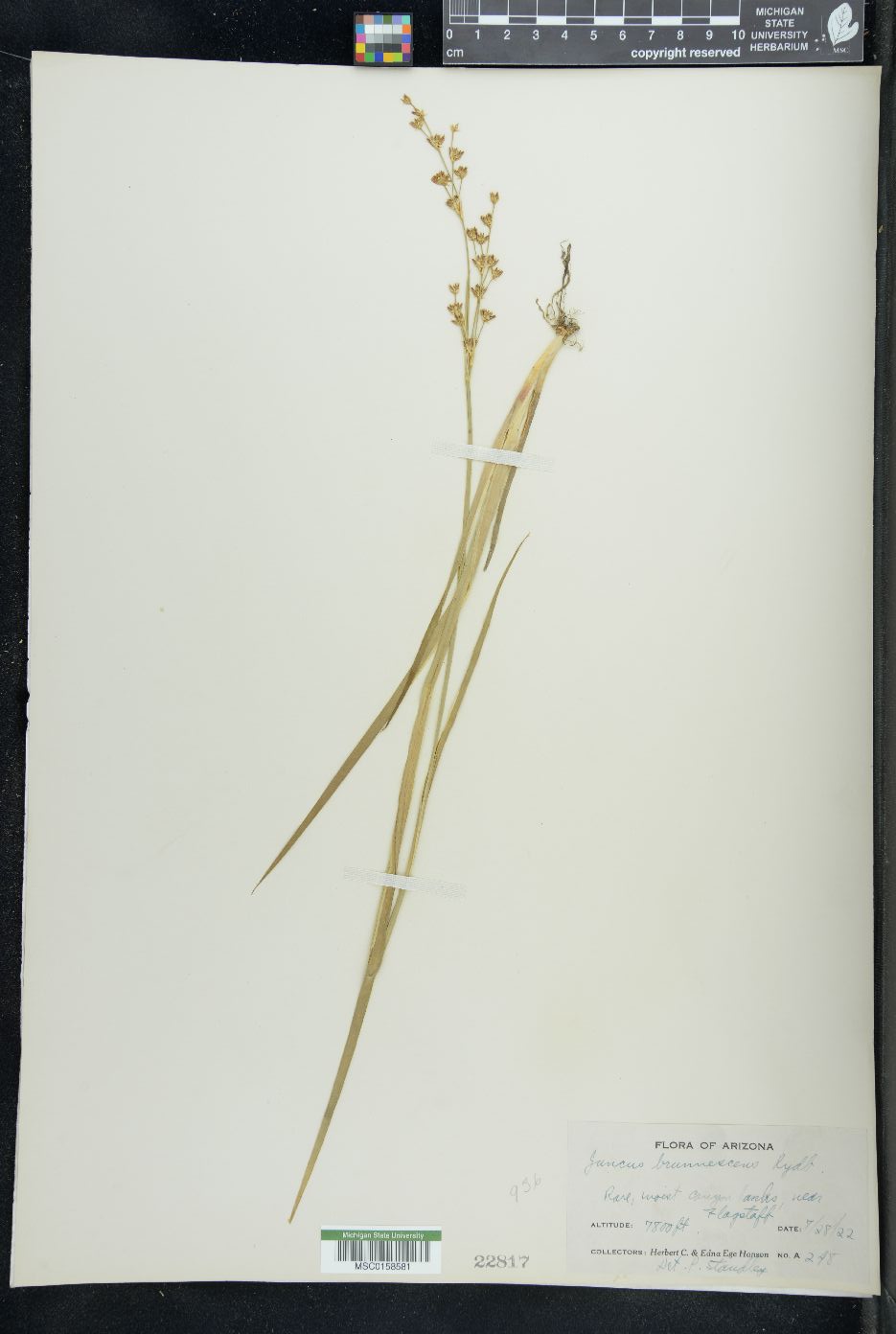 Juncus brunnescens image